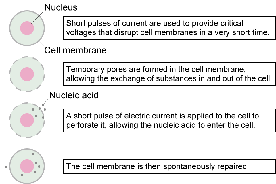 Electroporation | Application | Matsusada Precision