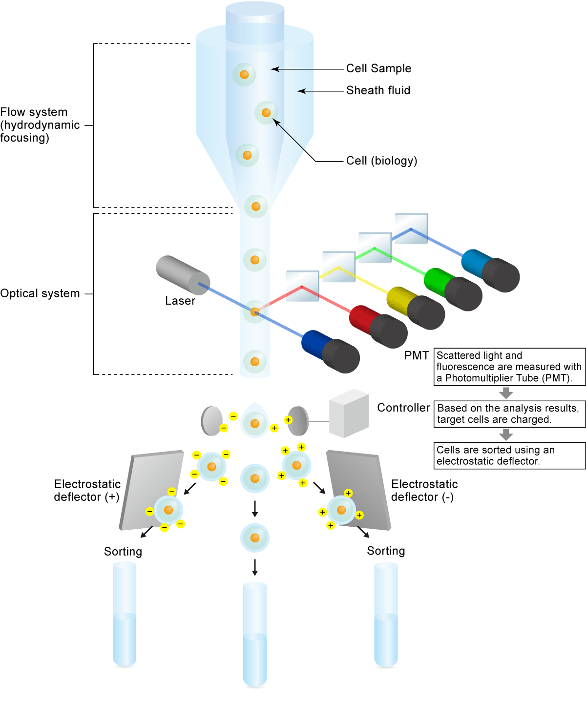 What is flow cytometry? The basics of flow cytometry and flow ...